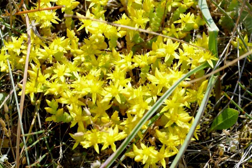 La flore du littoral charentais